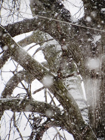 Snowflakes fell, against the background of a tree, on Thursday morning in Wyandotte County.