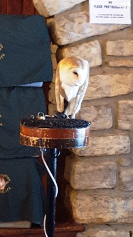 Birds of prey were on exhibit at the  James P. Davis Hall at Wyandotte County Lake Park on Saturday during Eagle Days. (Photo by William Crum)