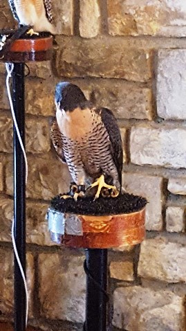 Birds of prey were on exhibit at the  James P. Davis Hall at Wyandotte County Lake Park on Saturday during Eagle Days. (Photo by William Crum)