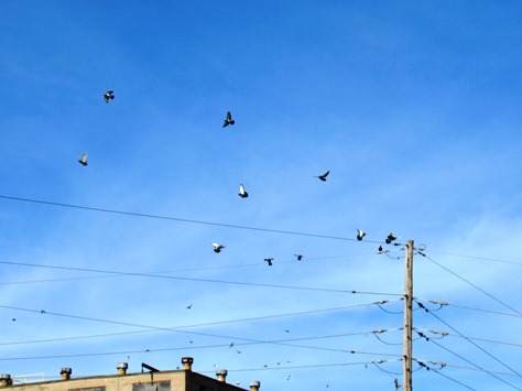 Birds looped around the Fairfax levee area on Saturday as Kaw Point Park in Kansas CIty, Kan., celebrated Eagle Days. (Staff photo by Mary Rupert)