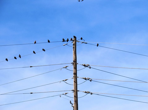 Birds perched on a line in the parking lot at Kaw Point Park during Eagle Days on Saturday, Jan. 30. (Staff photo by Mary Rupert)