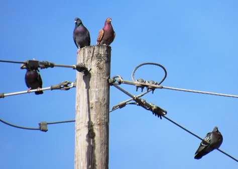 Kaw Point Park celebrated Eagle Days Friday and Saturday, and on Saturday some birds were spotted in the parking lot of the park. (Staff photo by Mary Rupert)