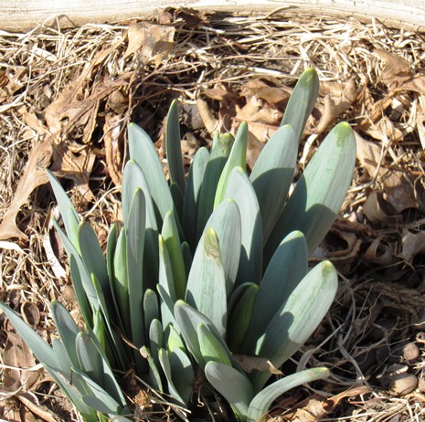 Bulbs were popping up around Wyandotte County on Feb. 20, 2016, when temperatures had reached 73 degrees at 3 p.m.  
Saturday was mostly sunny, and the National Weather Service said that isolated thunderstorms may be possible late this afternoon and evening in the region, with no severe weather expected. Tonight’s low will be 41, and Sunday’s high will be cooler, near 57, with sunny skies, the weather service said.