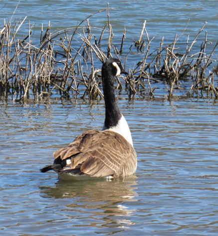 Canada geese also were out enjoying the nice weather on Saturday at Wyandotte County Lake. (Staff photo by Mary Rupert)