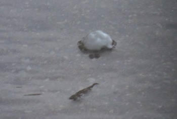 Hail fell in Wyandotte County this morning around 7:10 a.m., and some hailstones were about the size of a quarter or so. (Staff photo)