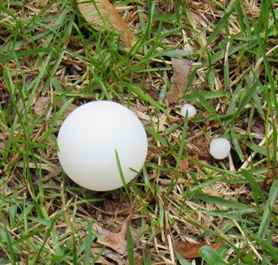 A ping-pong ball is on the left, compared with pea-sized hail that fell at 3:30 p.m. in central Wyandotte County.