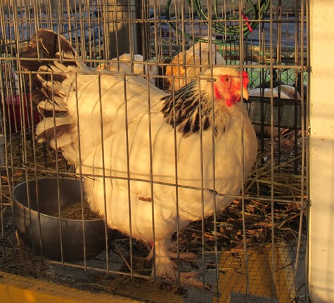 There were many 4-H animal exhibits on Wednesday at the Wyandotte County Fair. Extension director Bruce Chladny said a storm earlier in the day knocked over some of the chicken cages, but there were no chickens in them at the time. (Staff photo by Mary Rupert)