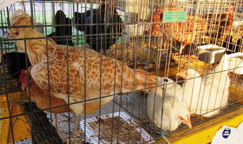 More poultry on display at the Wyandotte County Fair. (Staff photo by Mary Rupert)