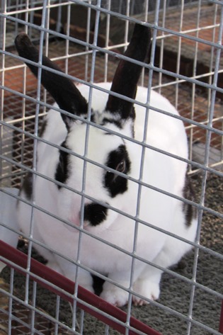 Possibly the cutest area of the fair are the rabbit aisles. (Staff photo by Mary Rupert)