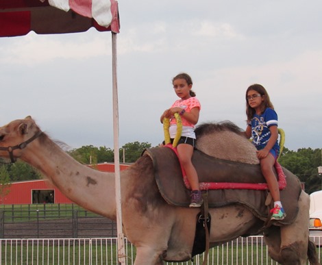 Camel rides were another attraction at the Wyandotte County Fair on Wednesday. There is a $7 charge for a camel ride. (Staff photo by Mary Rupert)