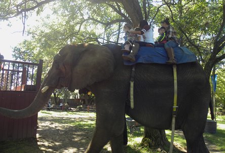 If riding an elephant isn’t your thing, there are also camels.  