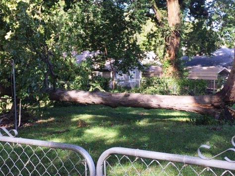 High winds toppled some trees in Bonner Springs on Friday night. (Photo by Tony Warden)