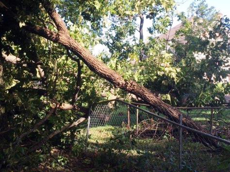 High winds toppled some trees in Bonner Springs on Friday night. (Photo by Tony Warden)