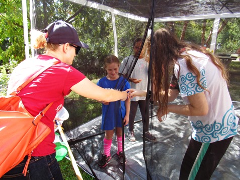 An insect on the screen of the butterfly tent was captured and placed inside the tent during the Butterfly Festival on Saturday at the Schlagle Library. (Staff photo by Mary Rupert)