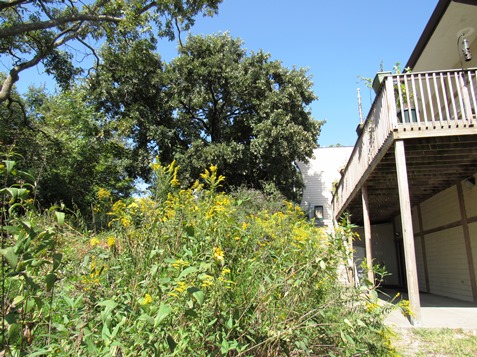 The Schlagle Library contains a garden with plants that are attractive to butterflies. (Staff photo)