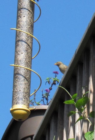 A hummingbird on the roof of the Schlagle Library watched the activities below on Saturday. (Staff photo by Mary Rupert)