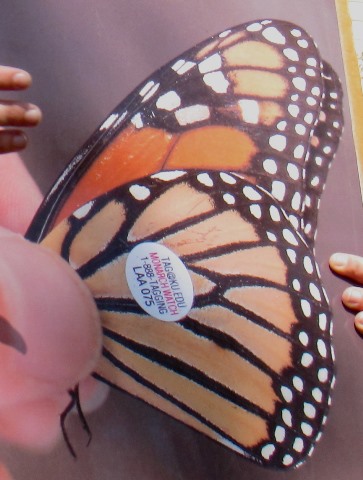 An illustration showed a tag that was placed on butterflies on Saturday at the tagging and tracking event, before the butterflies were released. (Staff photo)